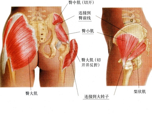臀小肌 臀小肌