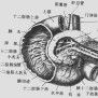 胰腺囊腺瘤和囊腺癌 胰腺囊腺瘤和囊腺癌