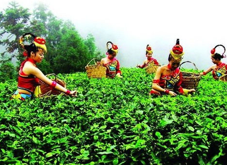 採摘穀雨茶 採摘穀雨茶