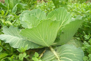 捲心菜 捲心菜