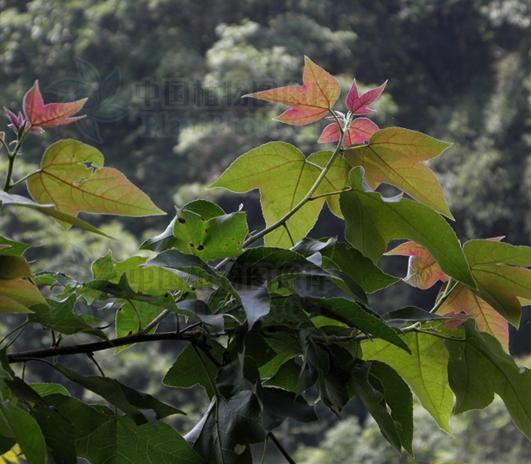 枫香树(图4) 枫香树(图4)