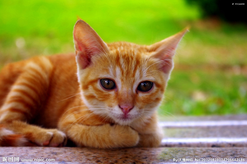 关于猫的分类 关于猫的分类