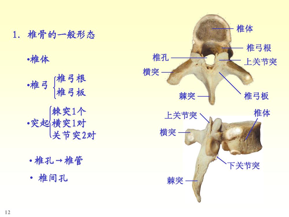 椎骨 椎骨