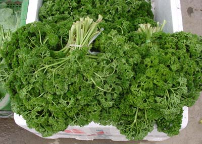 荷兰芹 荷兰芹