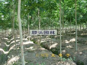 无患子 无患子