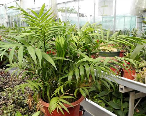 袖珍椰 袖珍椰