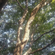 脱皮榆 脱皮榆