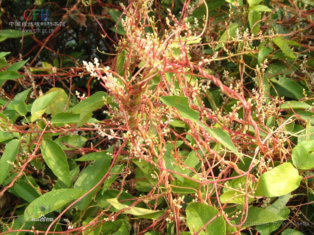 线茎亚属 线茎亚属
