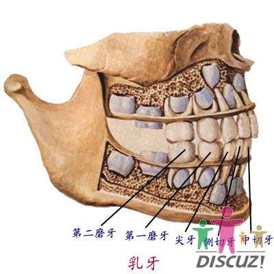 口腔 口腔