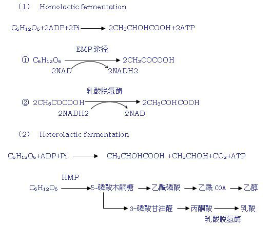 异型乳酸发酵 异型乳酸发酵