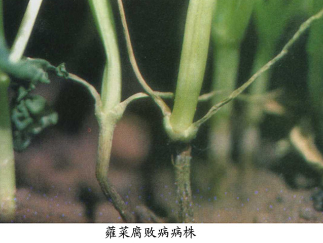 蕹菜腐败病 蕹菜腐败病
