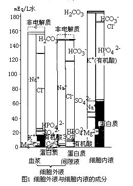 体液的相对含量 体液的相对含量