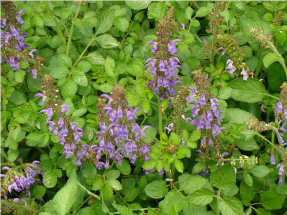 丹参(唇形科鼠尾草属植物) 丹参(唇形科鼠尾草属植物)