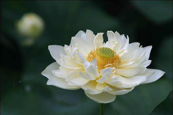 舌绽莲花 舌绽莲花