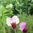 豌豆(豆科植物) 豌豆(豆科植物)