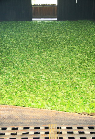 小种红茶採制 小种红茶採制