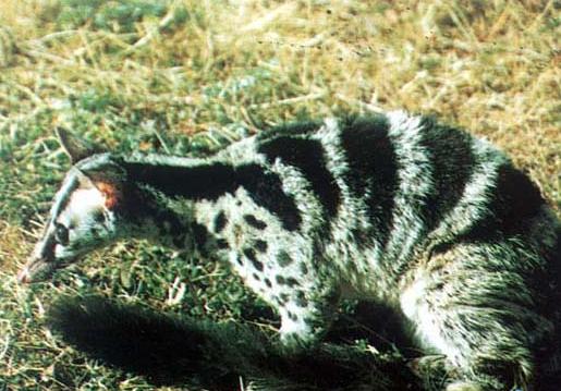 缟灵猫 缟灵猫