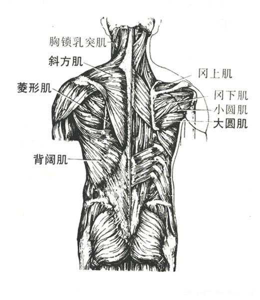 上半身肌肉群 上半身肌肉群