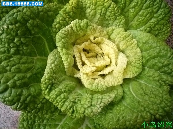 黄芽菜 黄芽菜