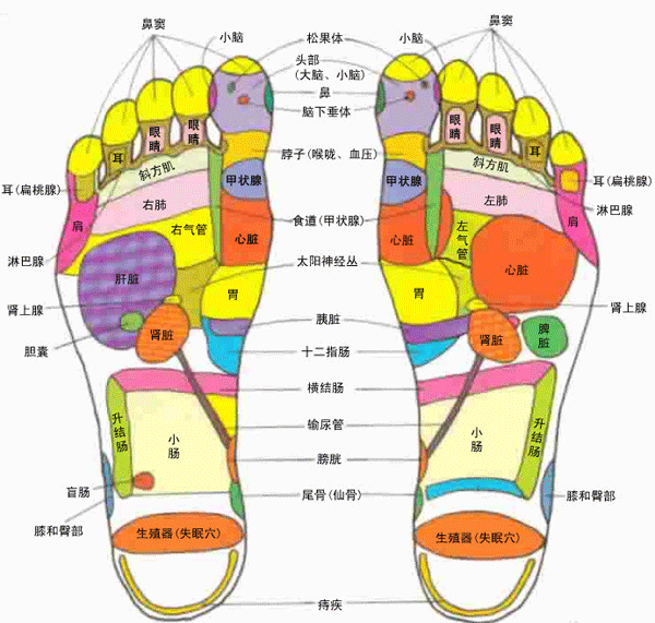足部穴位 足部穴位