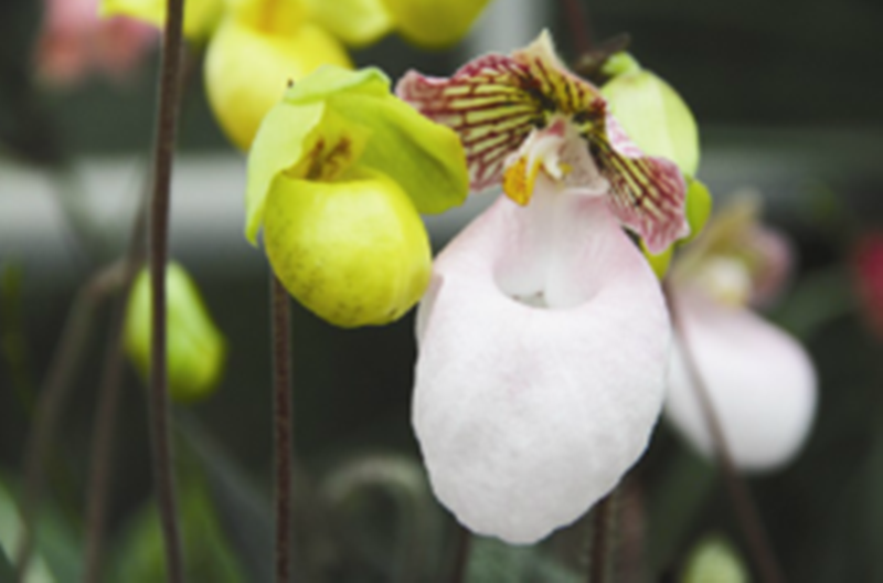 金童玉女(芍药属杂交品种) 金童玉女(芍药属杂交品种)