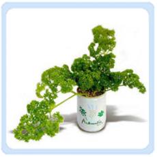 香芹 香芹