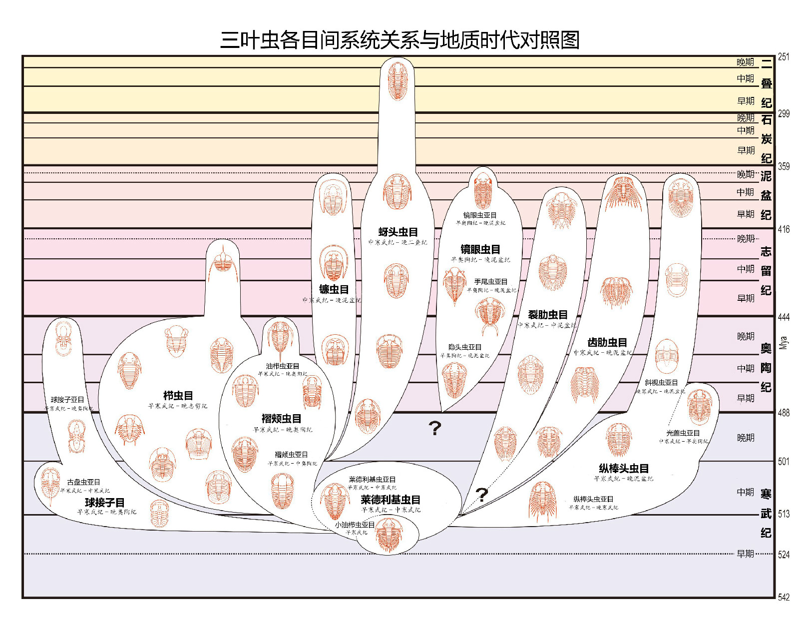 三叶虫 三叶虫