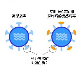 与其他流感区别 与其他流感区别