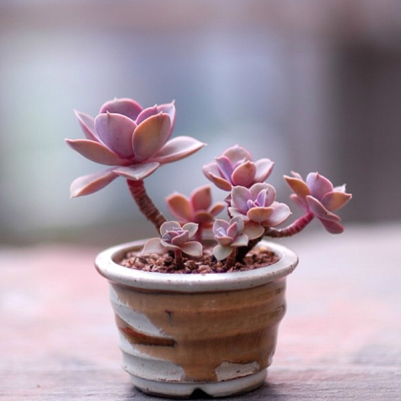 诸位 诸位