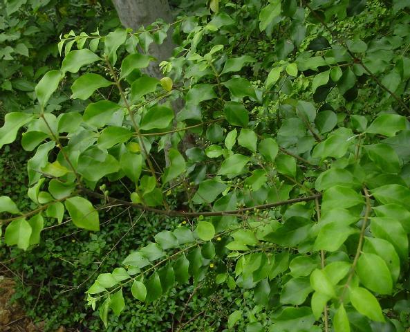 木犀科 木犀科