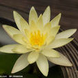 水百合(水生植物) 水百合(水生植物)
