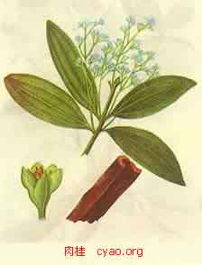 肉桂花 肉桂花