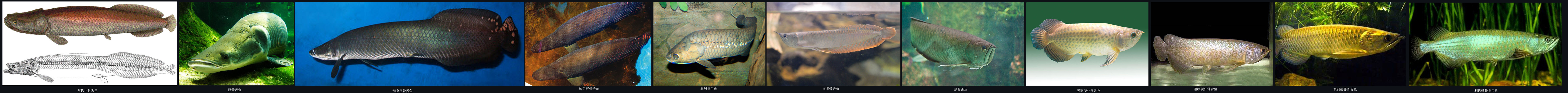 骨舌鱼科 骨舌鱼科