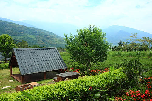 舞鹤观光茶园 舞鹤观光茶园