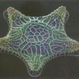 硅藻 硅藻
