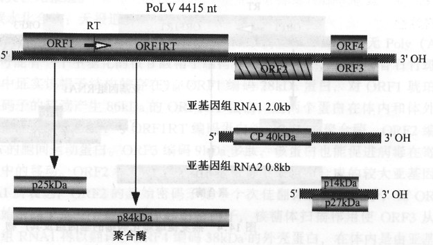 绿萝潜隐病毒的基因组及其产物 绿萝潜隐病毒的基因组及其产物