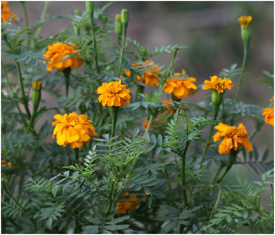 万寿菊花(中药) 万寿菊花(中药)