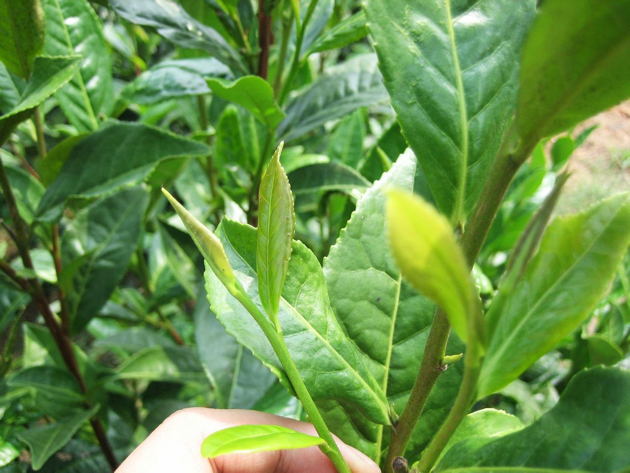 无患子提取物 无患子提取物