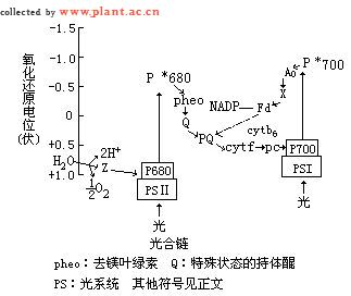 电子传递链 电子传递链