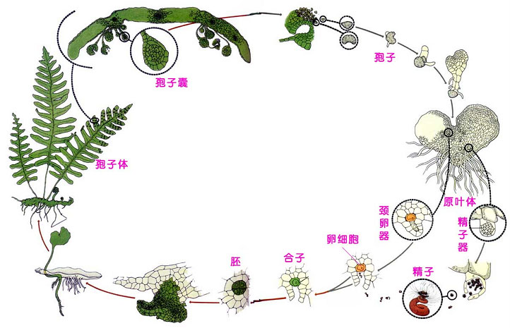 薄囊蕨纲 薄囊蕨纲