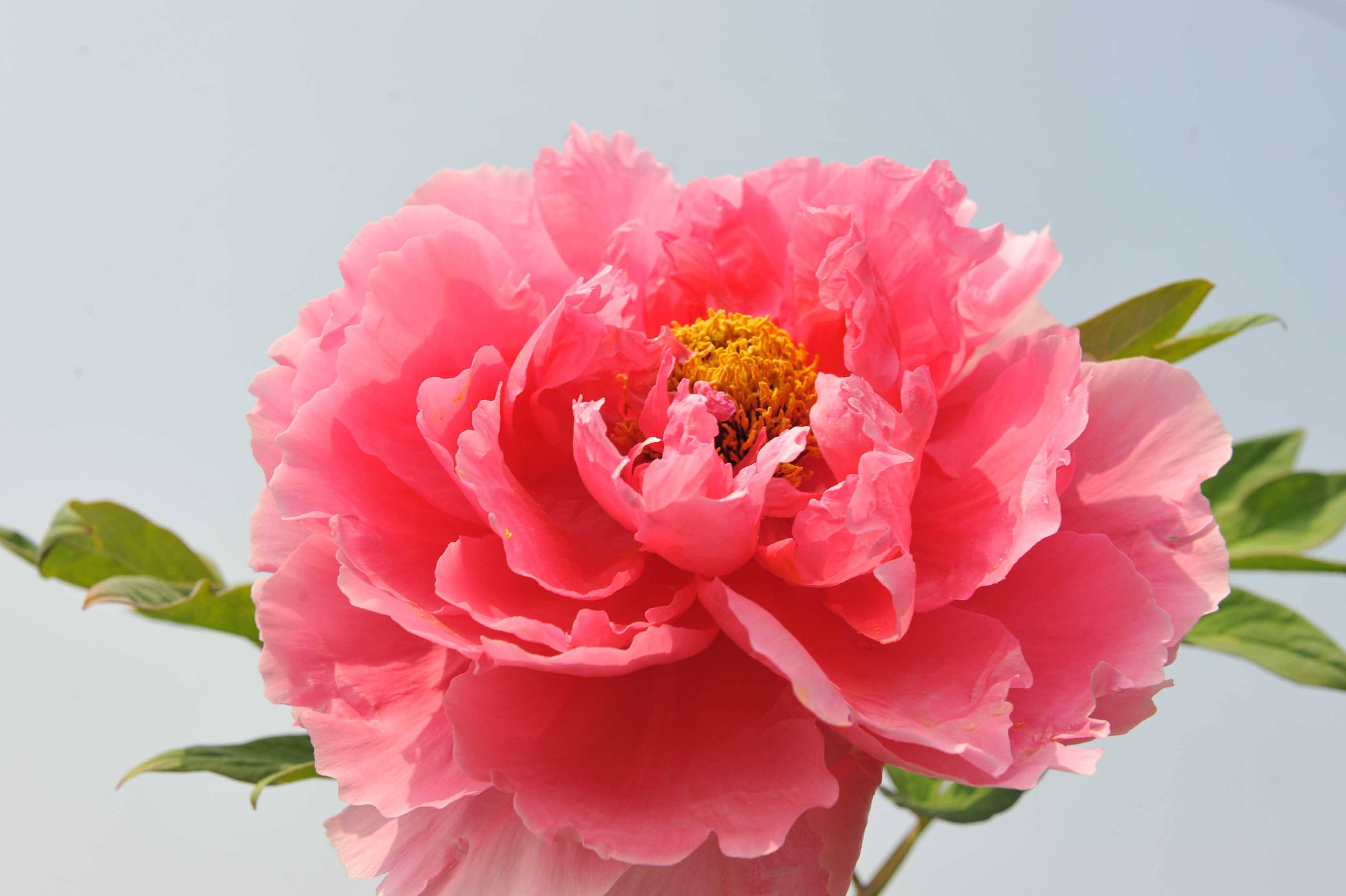 菏泽牡丹 菏泽牡丹