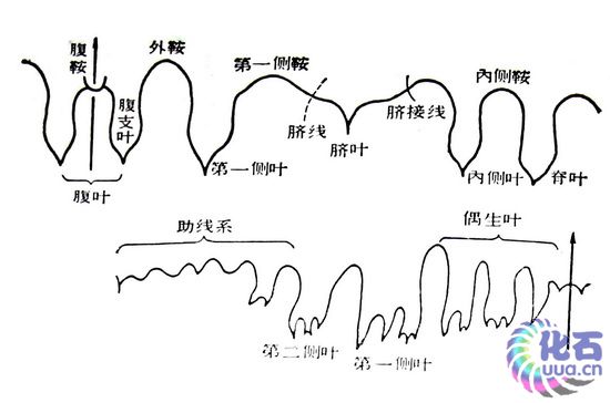 菊石缝合线 菊石缝合线