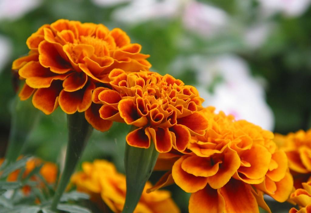 万寿菊花 万寿菊花
