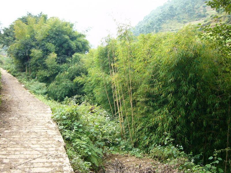 竹林 竹林