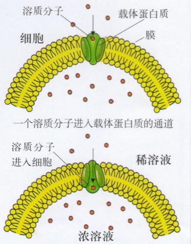 主动运输 主动运输