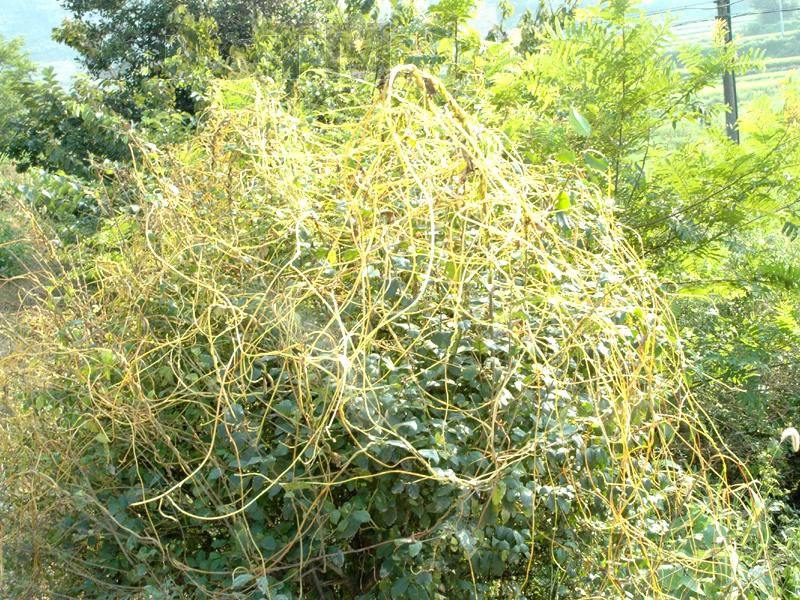菟丝子 菟丝子