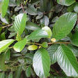 锡叶藤(五桠果科锡叶藤属植物) 锡叶藤(五桠果科锡叶藤属植物)