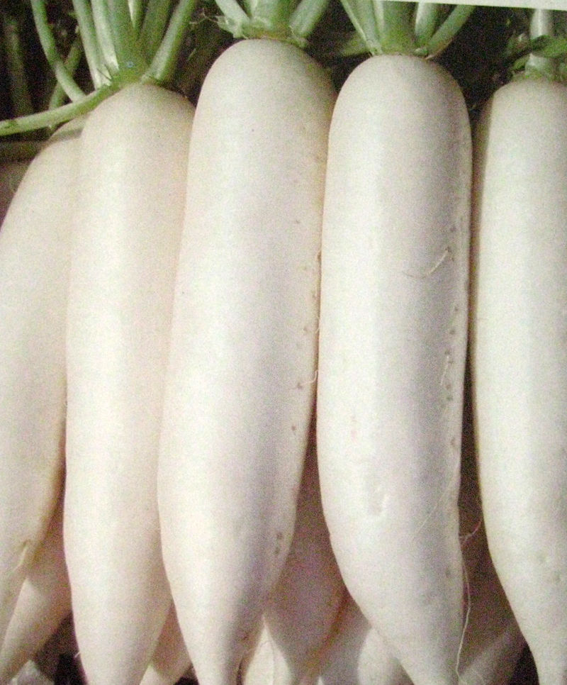 白玉大根 白玉大根