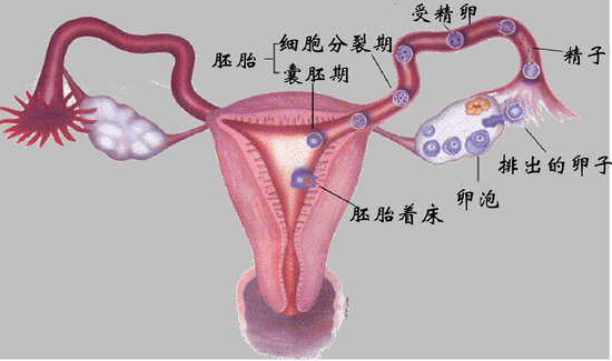 子宫 子宫