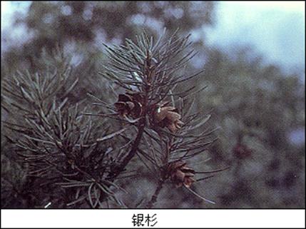 银杉 银杉